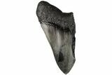 Partial, Fossil Megalodon Tooth #194002-1